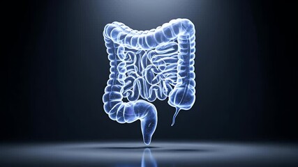 Human Colon 3d Render Hologram Medical Illustration on a Dark Blue Background