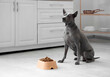 © Pixel-Shot - Cute Thai ridgeback dog sitting near bowl with dry food in kitchen