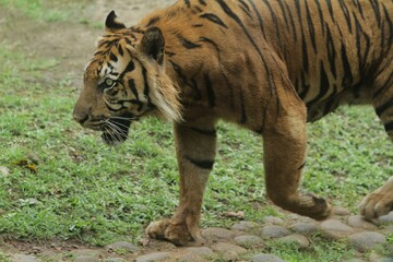 Wall Mural - a sumatran tiger is walking around observing its surroundings