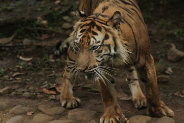 Wall Mural - a Sumatran tiger is walking around observing its surroundings