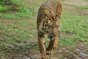 Wall Mural - a Sumatran tiger is walking around observing its surroundings