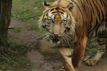 Wall Mural - Close up of a sumatran tiger standing and looking at the camera