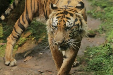 Wall Mural - a Sumatran tiger is walking around observing its surroundings