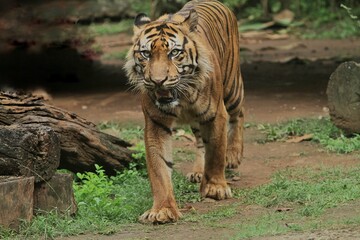 Wall Mural - a Sumatran tiger is walking around observing its surroundings