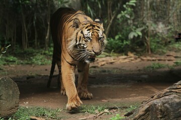Wall Mural - A sumatran tiger is walking out of the darkness while looking ahead