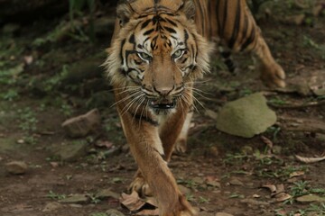 Wall Mural - A sumatran tiger is seen standing while observing its surroundings