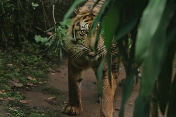 Wall Mural - a sumatran tiger is standing staring through the leaves