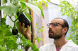 © Westend61 - Scientist inspecting eggplants in aquaponic greenhouse with tablet
