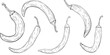 © Ekaterina - Set, clip art of monochrome botanical spicy hot chilli peppers. Graphic hand drawn ink black and white vector. Good for eco-style crafting, cooking, spa, medicine, cooking, and garden, decoration