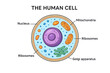 © Khan - Labeled diagram of a human cell highlighting nucleus, mitochondria, ribosomes, and Golgi apparatus