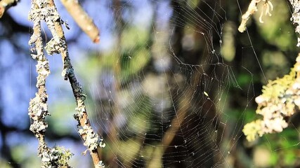 spider web on tree in Bontebok National Park in south africa