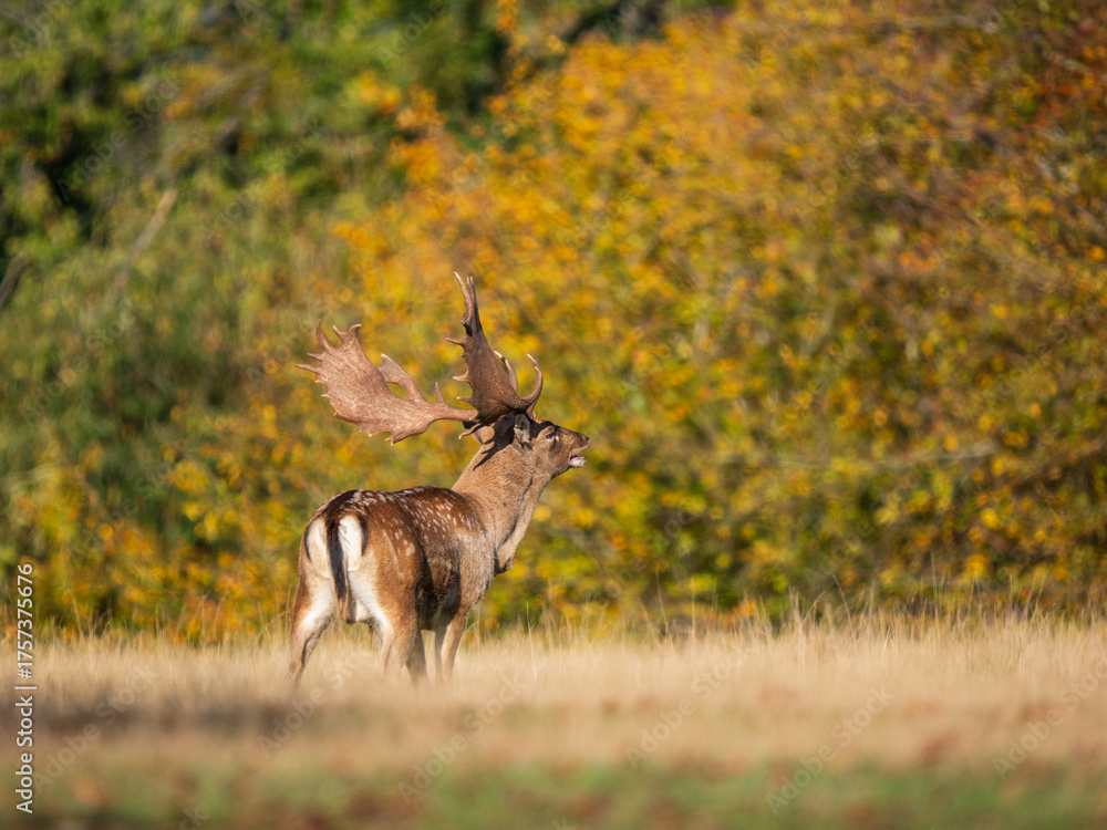 Fallow Bucks Rut Fallow Deer Buck Walking Bellowing in the Rut Stock Photo | Adobe Stock