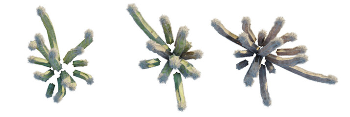 Pachycereus schottii tree plan, top view, cutout, transparent background, isolate, Stunning desert cactus plants with fluffy spines, isolated for design