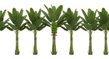 A row of banana trees with a bunch of green bananas on one tree, isolated on transparent background