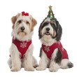 © Sohan - Two adorable dogs wearing christmas sweaters isolated on transparent background