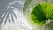 © PB Studio - palm leaf large circular and heavily segmented, strong linear pattern, dry weathered texture, muted earth tone green, isolated, casting a distinct sharp graphic shadow onto the white surface,
