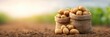 © Andrii  - Fresh organic potatoes in burlap sacks on field soil at sunrise