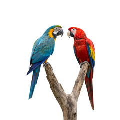 Naklejka na meble Couple Of Macaw's Bird sit on tree branch isolated on white transparent background, PNG  
