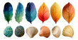 © Putra - Vibrant Watercolor Nature Elements Collection Featuring Leaves and Shells
