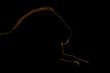 © Nick Dale - Close-up of male lion lying in silhouette