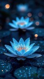 Two luminous blue water lilies on dark water, sparkling with dew drops