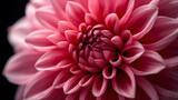 Macro View of Fuschia Dahlia Petals Texture and Pattern,  Dramatic Close-up of Pink Dahlia Flower on Dark Background