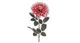 Isolated blooming pink dahlia flower single stem against a neutral backdrop, floral decoration