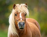 Close-up of a beautiful pony with a light blonde mane, looking at viewer