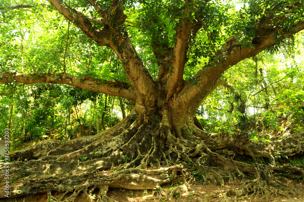 Massive ancient banyan tree with sprawling exposed roots and lush green ...