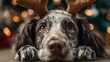 © Marco - cute dog with Christmas reindeer antler headband