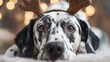 © Marco - cute dog with Christmas reindeer antler headband