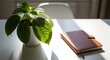 © Shahriar - A plant in a white pot and a brown leather notebook on a white table in a bright room with sunlight
