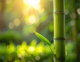 A single green bamboo stalk in soft morning sunlight outdoors