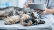 © ZhumaStudio - Miniature schnauzer relaxed during veterinary genetic testing procedure.