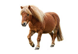 Chestnut Icelandic horse PNG isolated on transparent background, small breed pony with blonde mane and tail, equine animal for design use