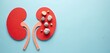 © Viktor - Paper cutout of kidneys on light blue surface with stones. Concept for renal disease or cancer awareness. Medical banner on kidney health and urology themes. Donor day concept on blue background.