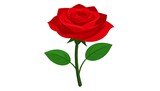 A vibrant red rose blooms against a clean white background, showing detail