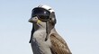 © Jupri - Bird Wearing Aviator Helmet and Goggles Against Clear Blue Sky.