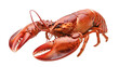 © JOHIRUL - Whole Lobster Fresh Seafood Crustacean Shell Claw Isolated Gourmet Luxury Dish