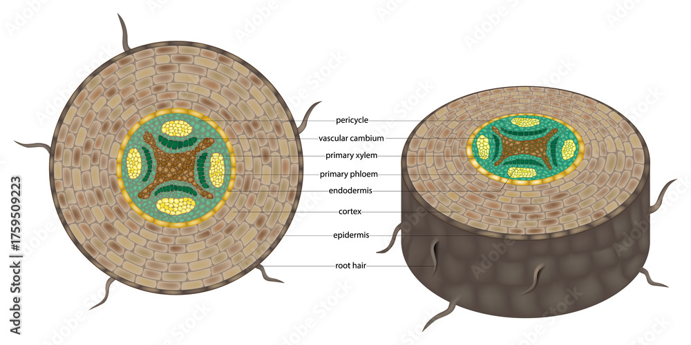 Root Cortex Microscope Educational botanical illustration showing the cross section of a plant ...