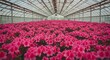 © Marfel - Vibrant pink flowers bloom inside a bright greenhouse environment