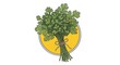 © prodigital - Fresh cilantro bunch illustration for culinary herb and healthy food ingredient visuals