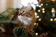 © sonyachny - Cute cat sitting at stylish christmas wreath with green branches and baubles on rustic table against decorated christmas tree lights. Pet and winter holidays in atmospheric room, copy space