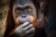 © Sodel Vladyslav - A powerful and soulful portrait of an orangutan looking directly at the camera. Dramatic lighting highlights its expressive eyes and the rich texture of its red fur.