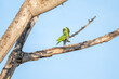© xandepontes - Papagaio verdadeiro (Amazona aestiva) fêmea alimentando filhote, pousados em uma árvore sob um lindo fundo azul do céu