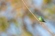 © xandepontes - Saí azul fêmea (Dacnis cayana) pousado em um galho