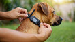 © Enigma - Dog owner adjusting gps tracker collar on a brown pet for safety and location tracking, offering peace of mind to keep an animal secure outdoors