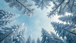 © Md - Looking up through snow-covered pine trees towards a winter sky with falling snowflakes.
