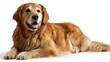 © Deliciafyneen - Golden retriever lying down, panting on clean white background, looking left