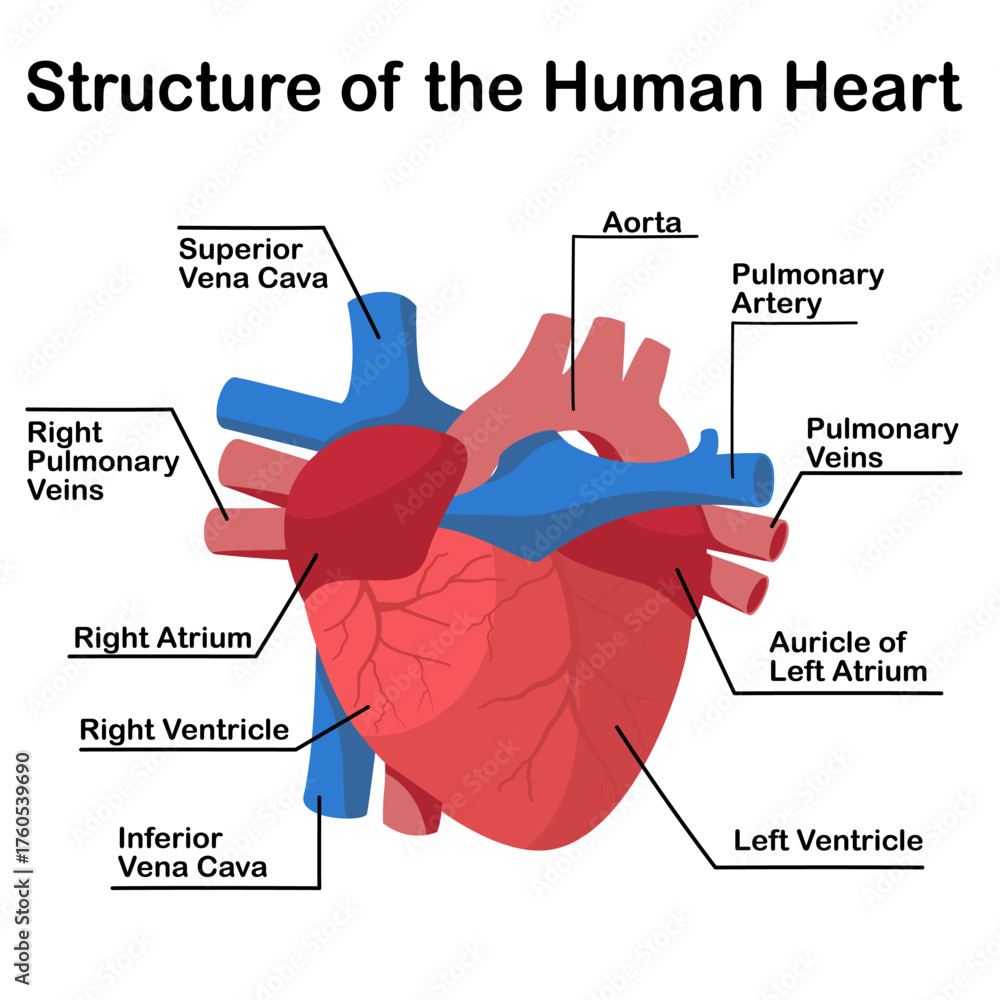 Labeled Human Heart Anatomy Diagram Chambers Valves And Major 
